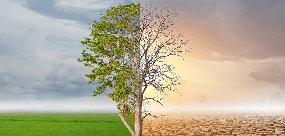 Representing the weather events that occur with climate change; one side is drought and the other side is a photo of a tree taken in a forest area.