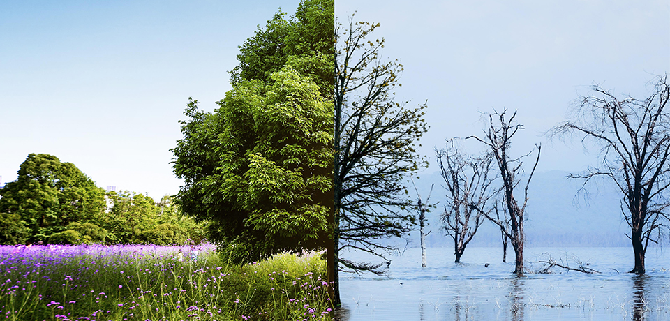 İklim değişikliğinin sebep olduğu durumu temsil eden görsel ikiye ayrılmış şekilde ağaçlık ve ağaçların kurumuş hallerini göstermektedir. 