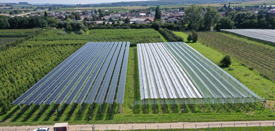 Agrivoltaik Tarım: Tarlada Hem Elektrik Hem Mahsul Üretimi