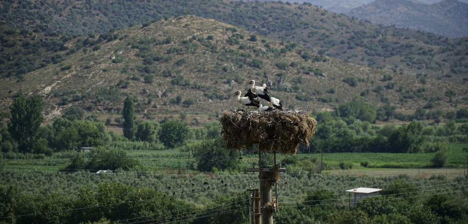 Leyleklere Yeni Yuva Projesi 10 Yaşında, 13 bin leyleğe yuva oluyor